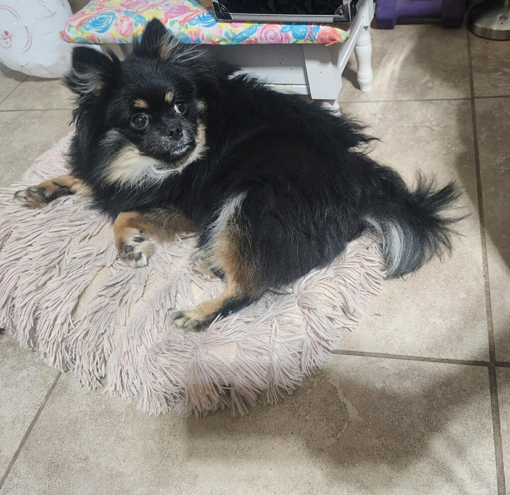 Enlarge Pulgita, an adopted Pomeranian in Bakersfield, CA image 5/6