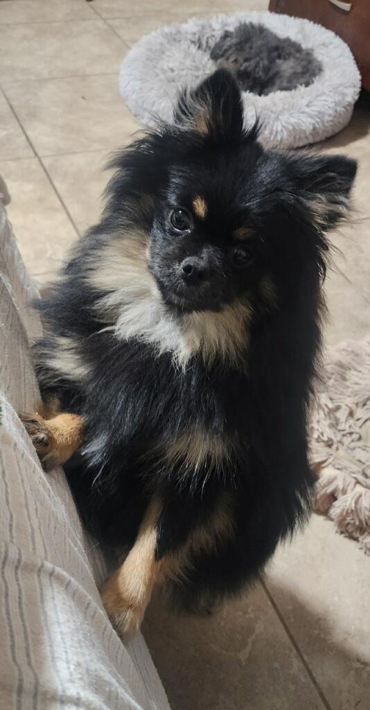 Enlarge Pulgita, an adopted Pomeranian in Bakersfield, CA image 6/6