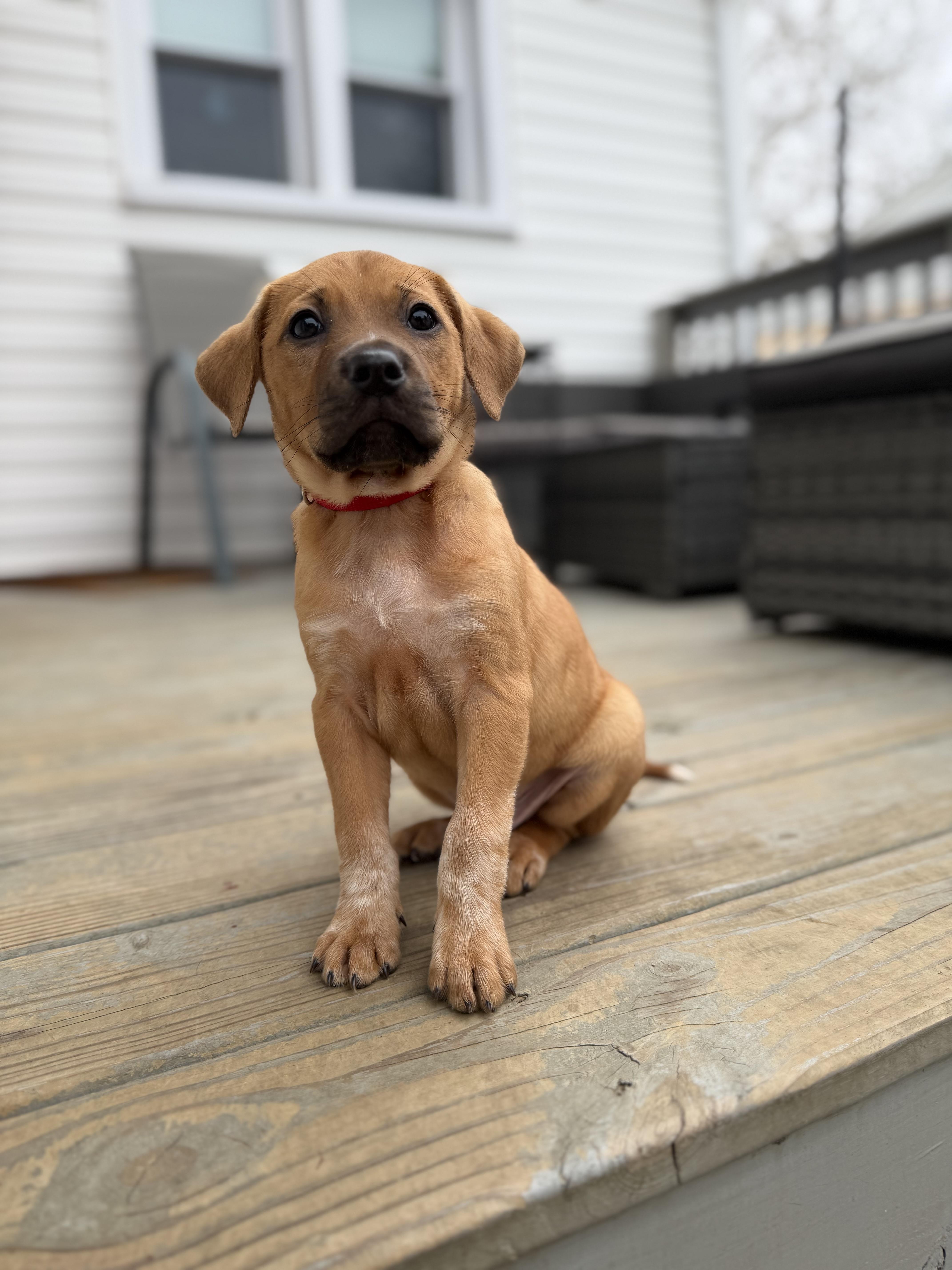 Phoenix, Adoptable, Puppy Male Hound.