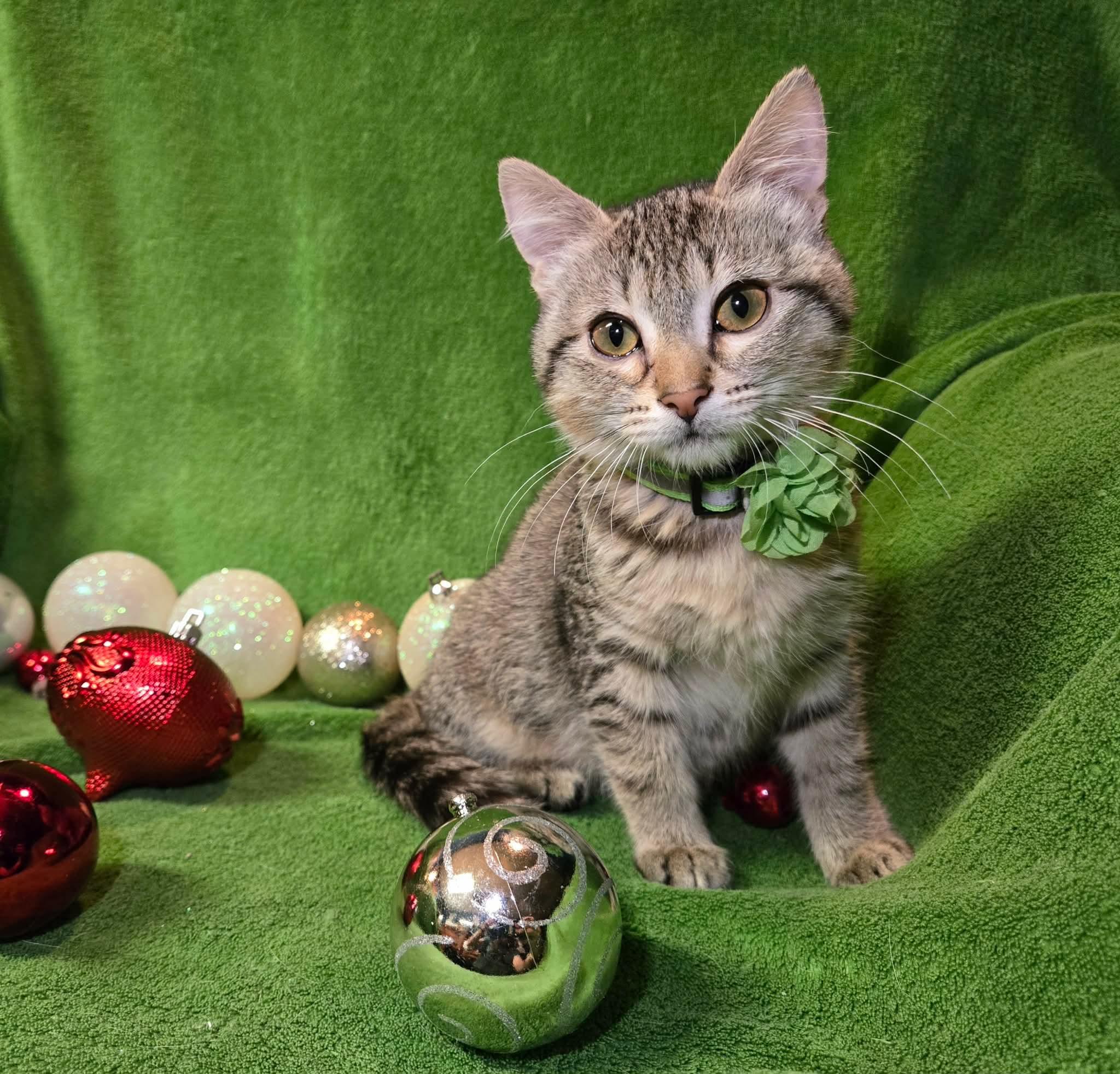 Enlarge Shirley, a Adoptable Domestic Short Hair in Madison , WI image 3/3