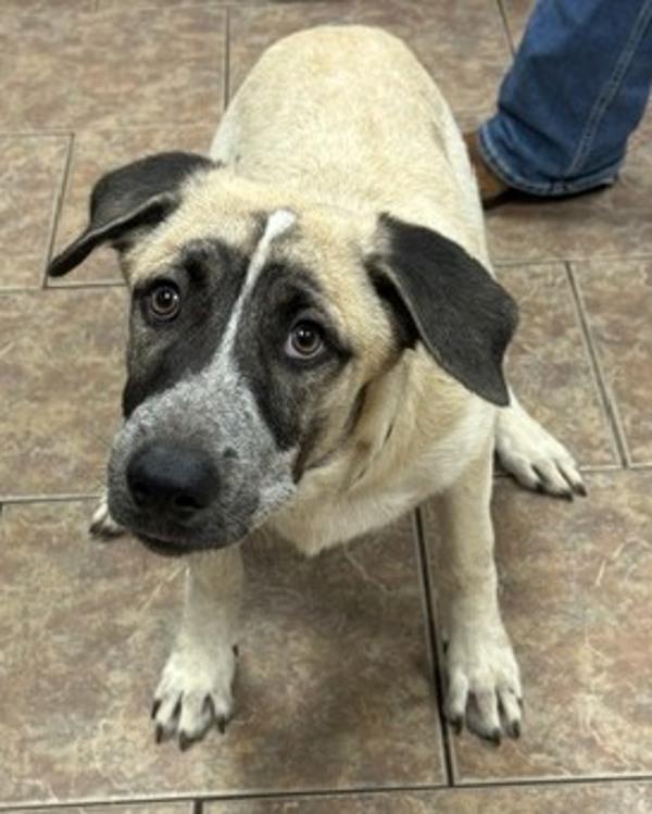 Gabe, Adoptable, Young Male Anatolian Shepherd.