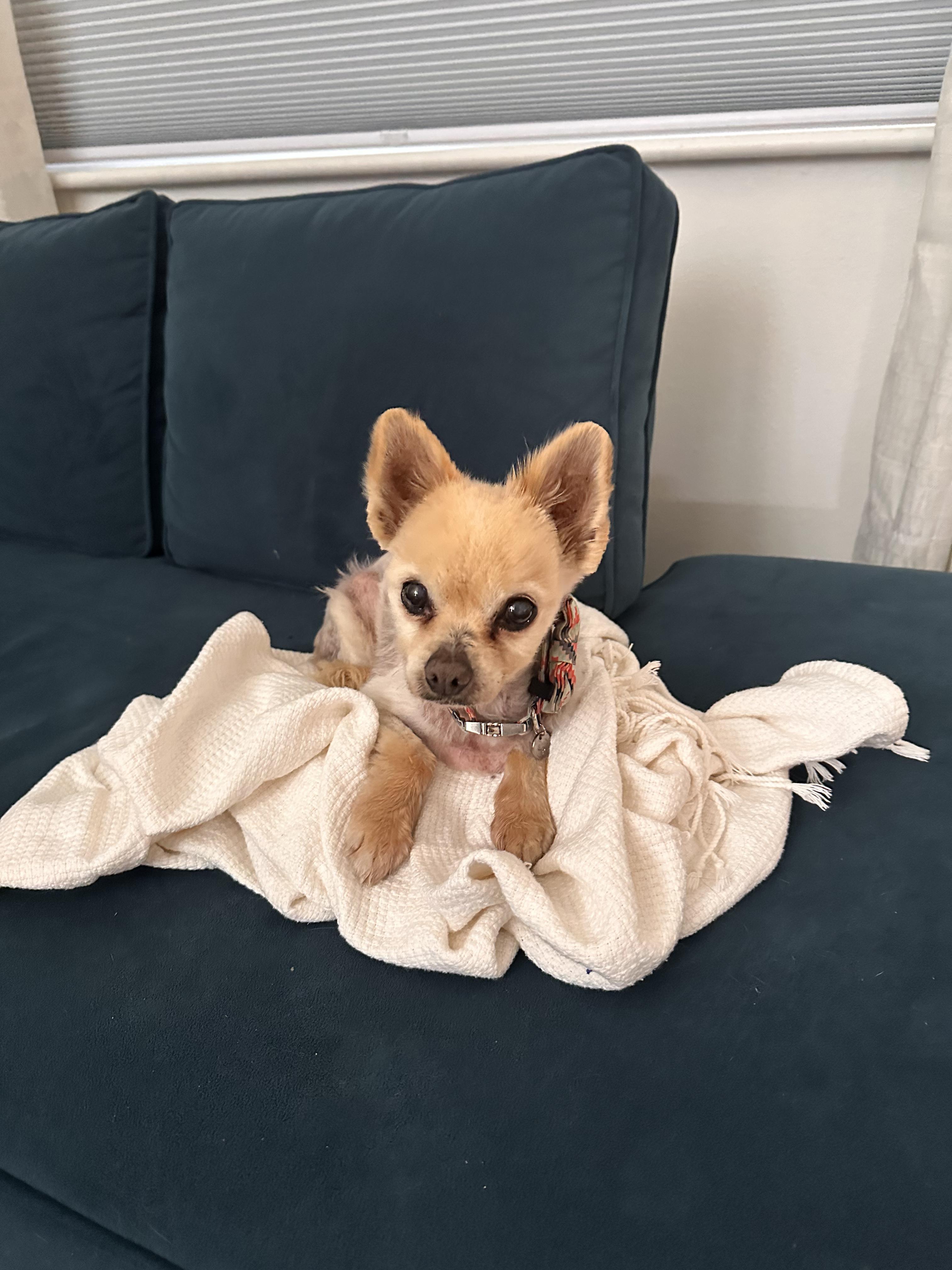 Enlarge Bigsby, an adopted Pomeranian in Lakewood, CO image 2/6