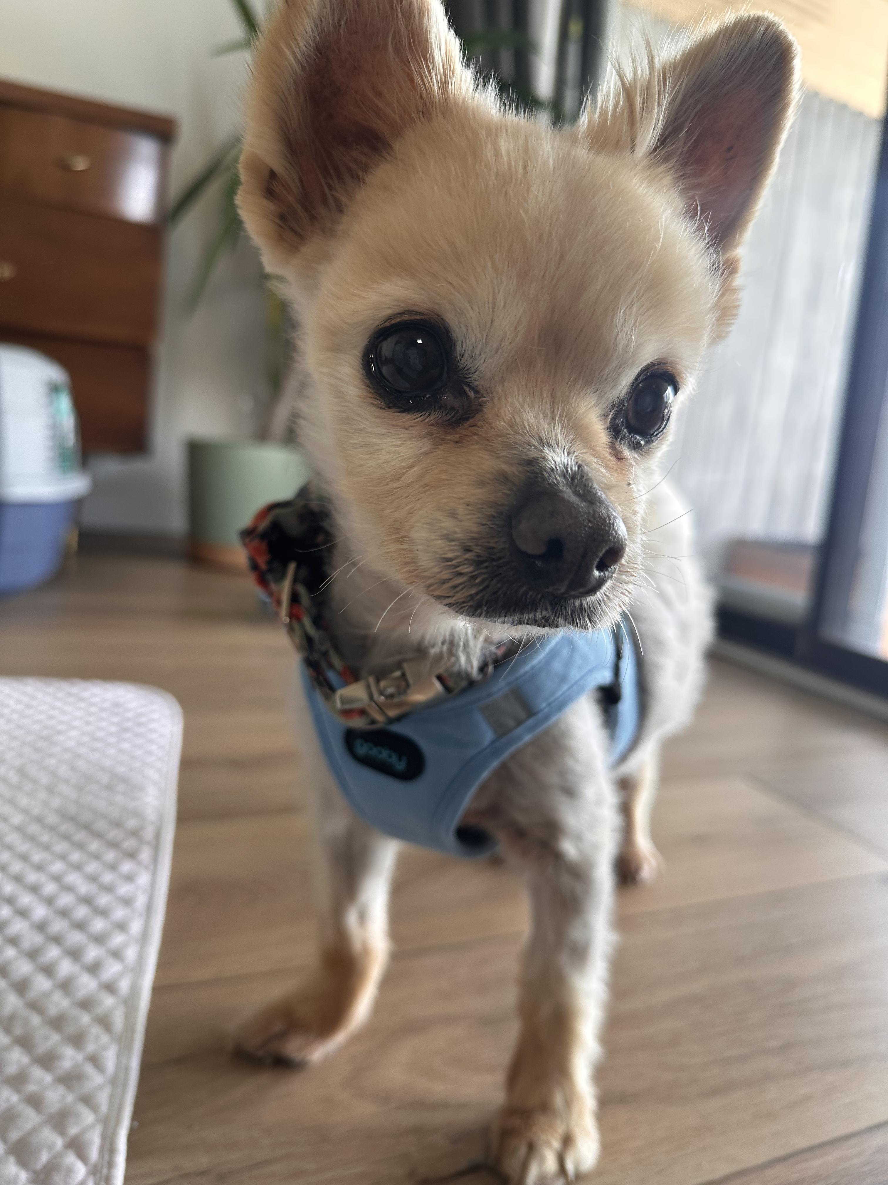 Enlarge Bigsby, an adopted Pomeranian in Lakewood, CO image 1/6