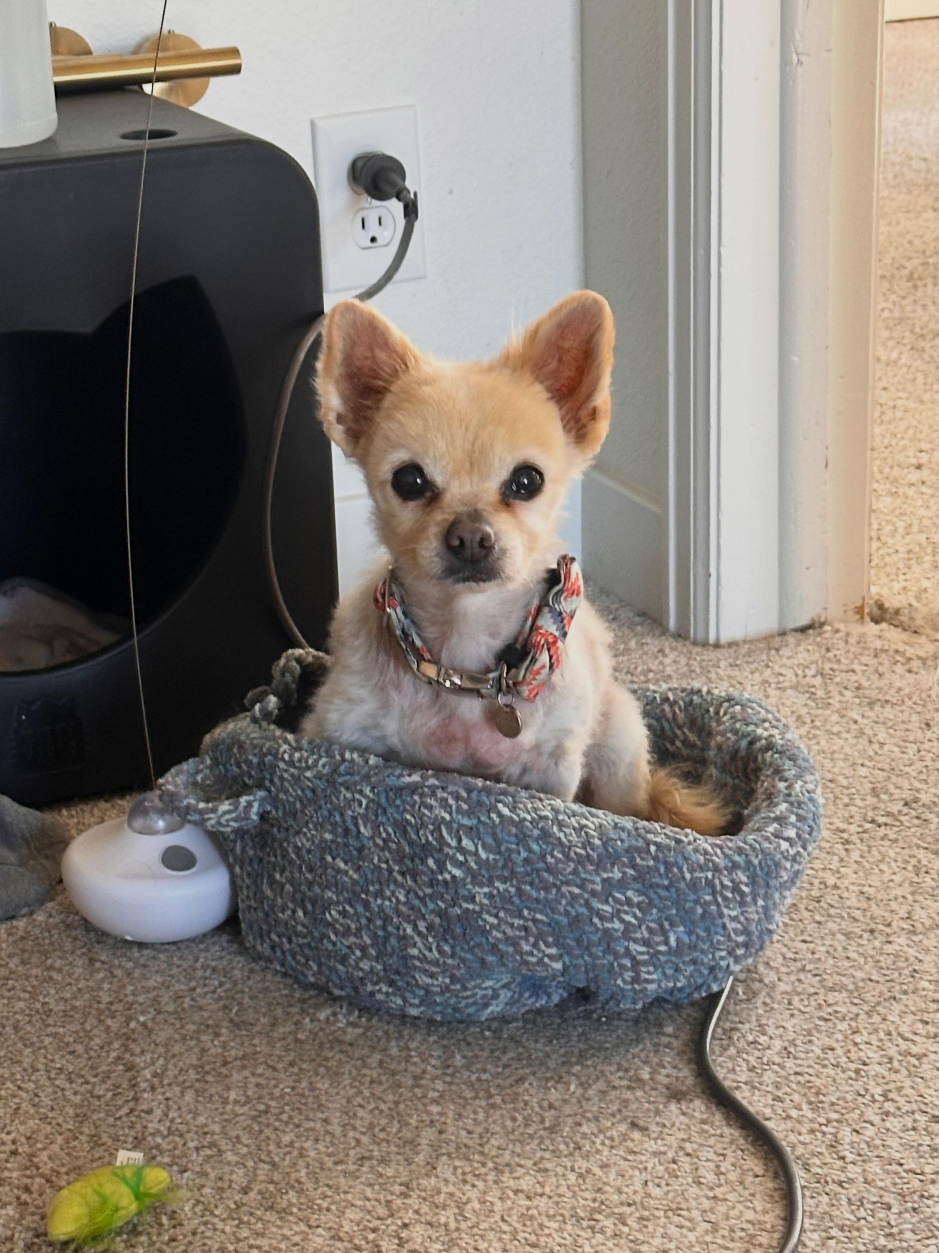 Enlarge Bigsby, an adopted Pomeranian in Lakewood, CO image 4/6