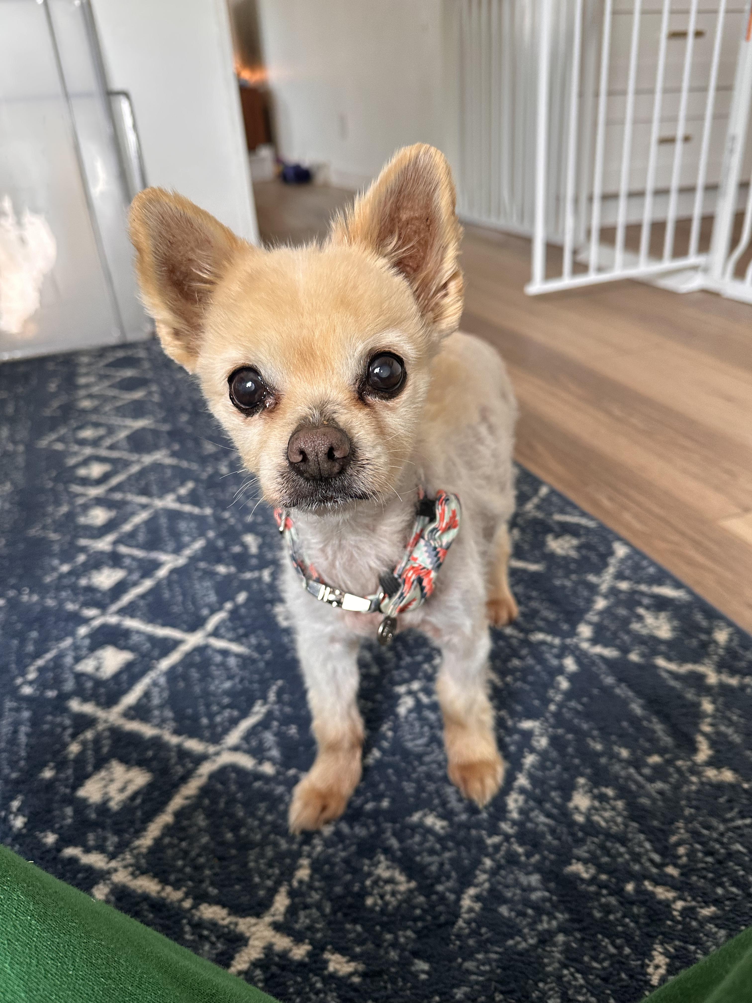 Enlarge Bigsby, an adopted Pomeranian in Lakewood, CO image 3/6