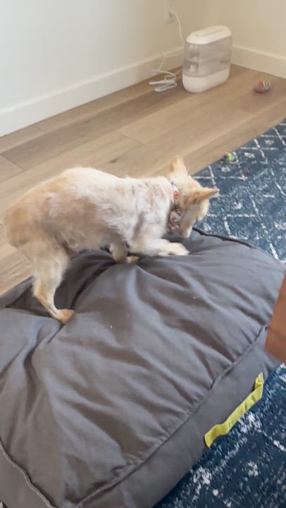 Enlarge Bigsby, an adopted Pomeranian in Lakewood, CO video 5/6