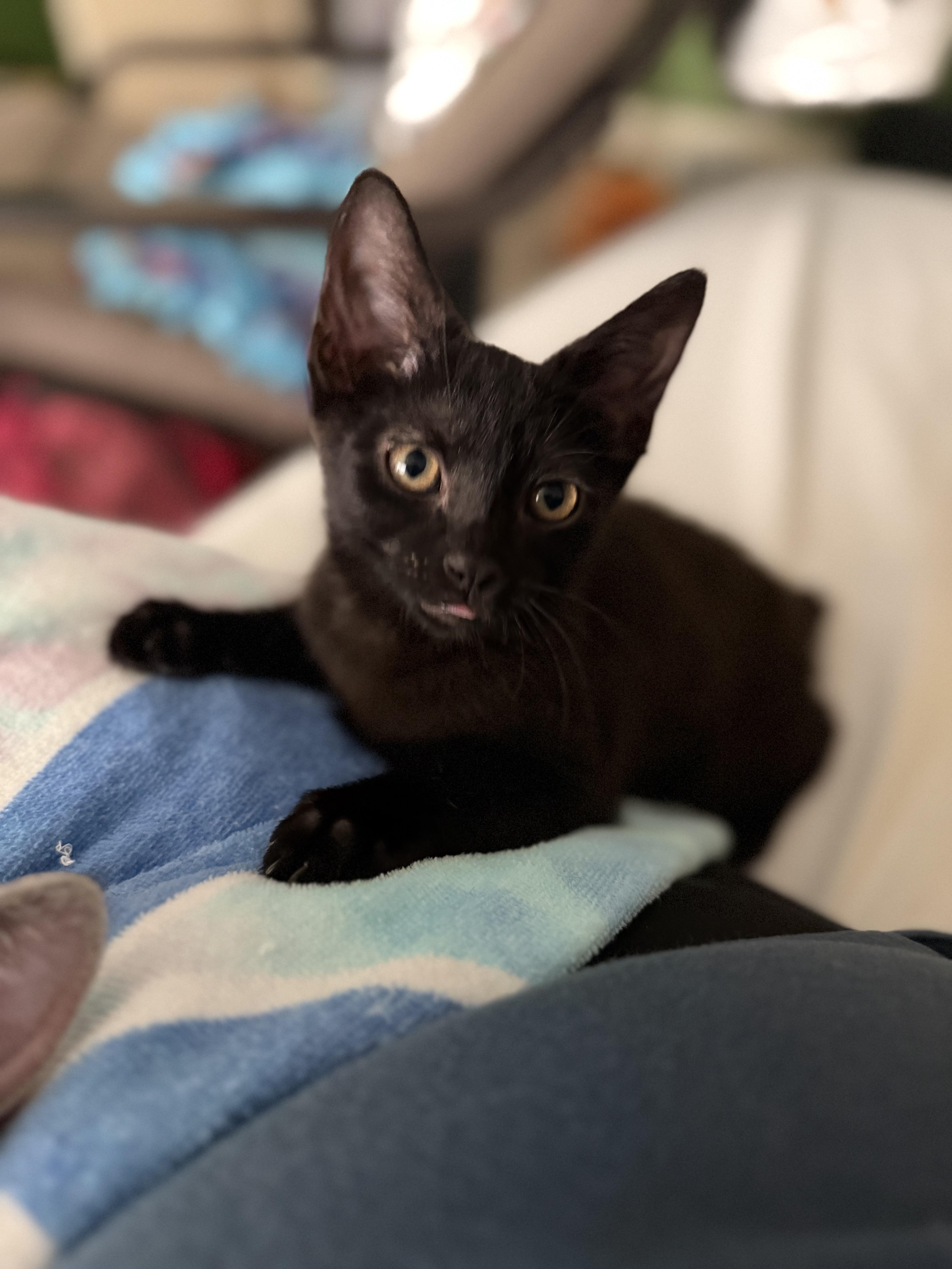 Curtis, Adoptable, Kitten Male Domestic Short Hair.