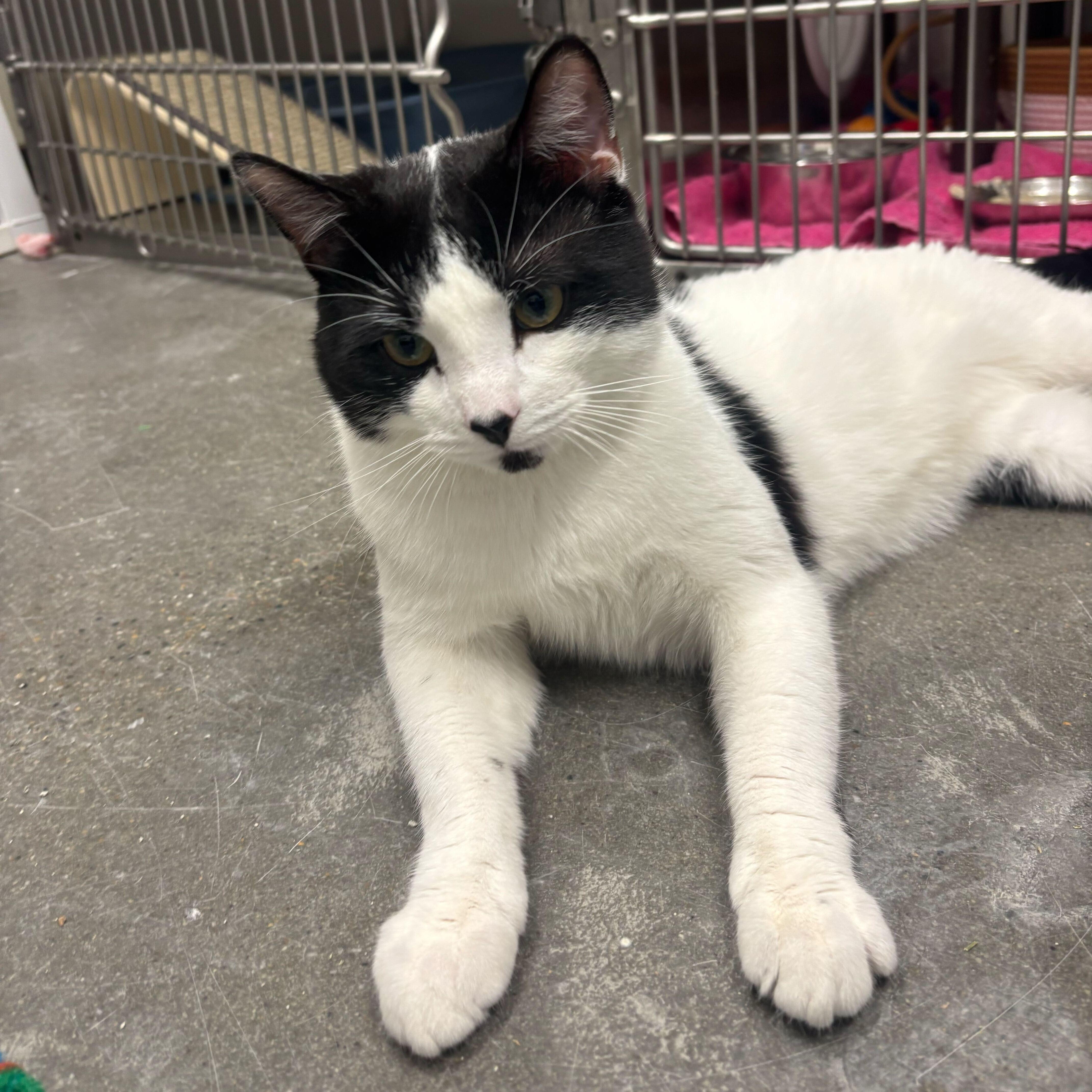 Myles, ADOPTABLE, Kitten Male Domestic Short Hair.