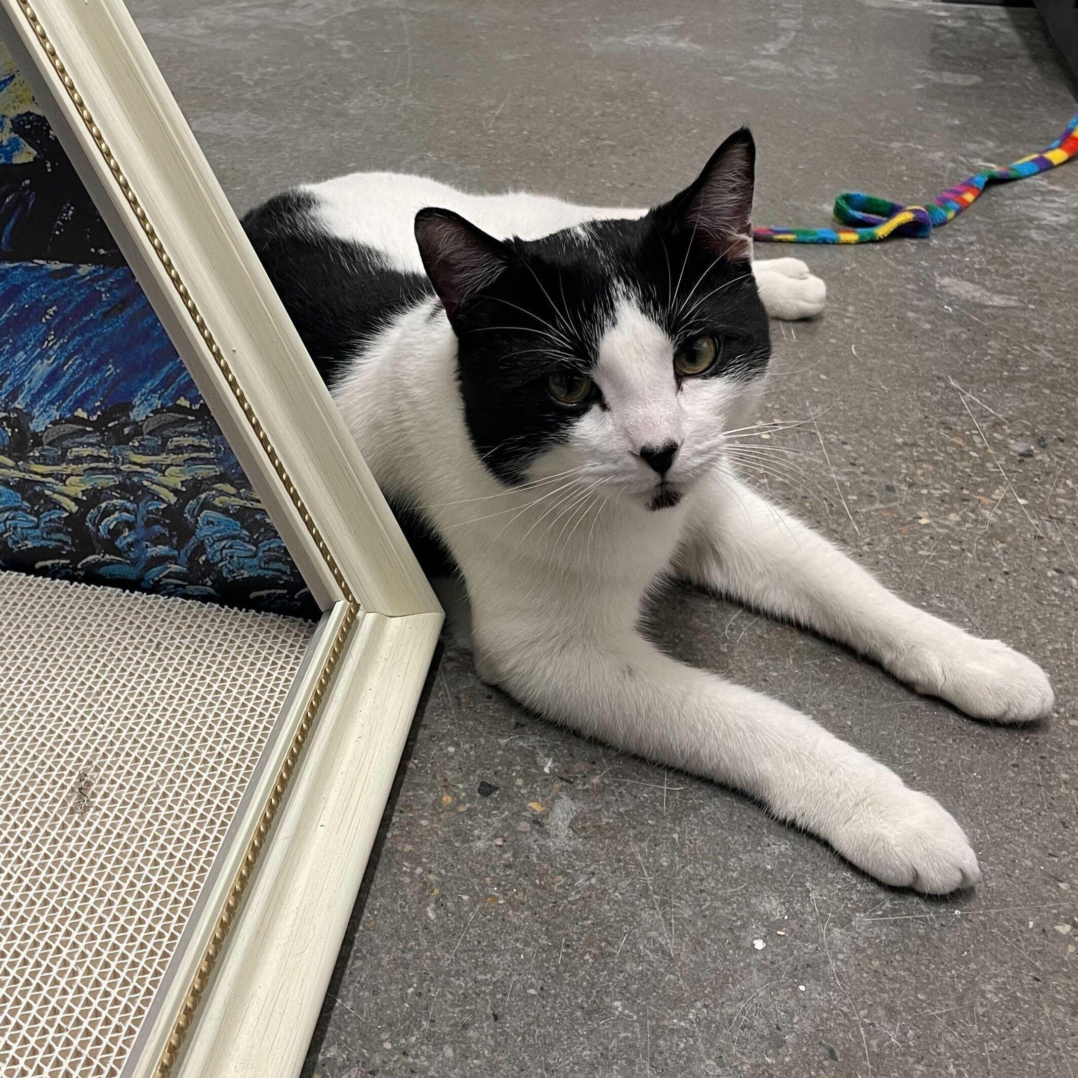Enlarge Myles, a ADOPTABLE Domestic Short Hair in Waltham, MA image 2/2