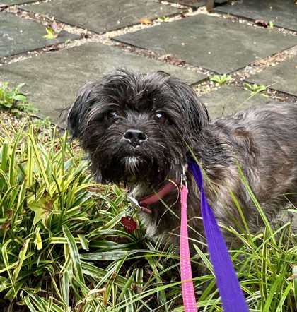 Khola, Adult Female Shih Tzu