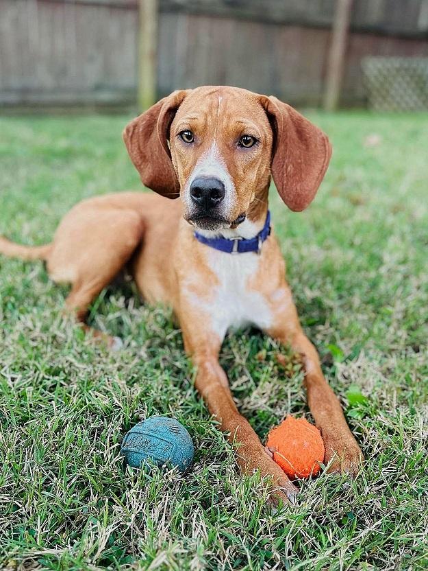 LUCILLE BALL , adoptable, Young Female Treeing Walker Coonhound & Mountain Cur.