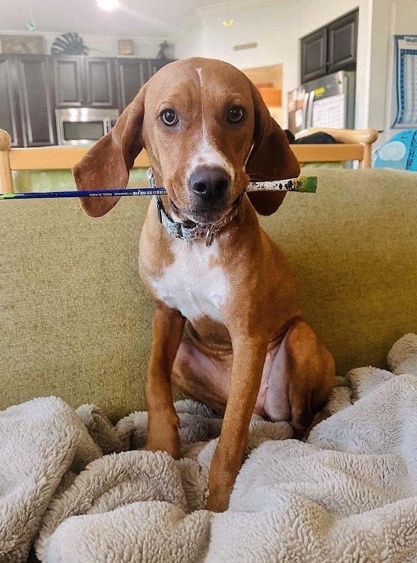 LUCILLE BALL , an adoptable mixed breed in Pegram, TN image 2/6