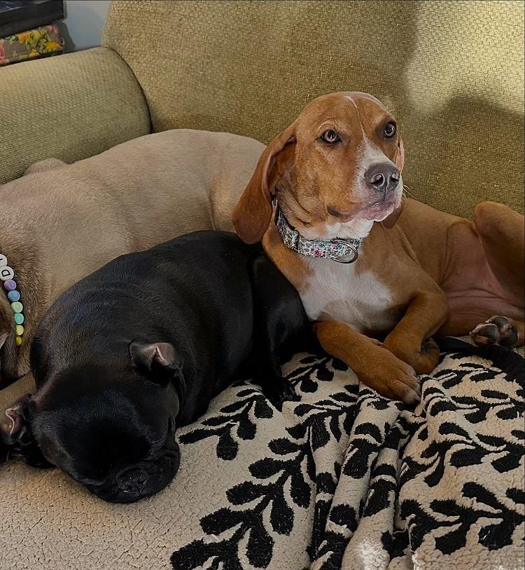 LUCILLE BALL , an adoptable mixed breed in Pegram, TN image 3/6