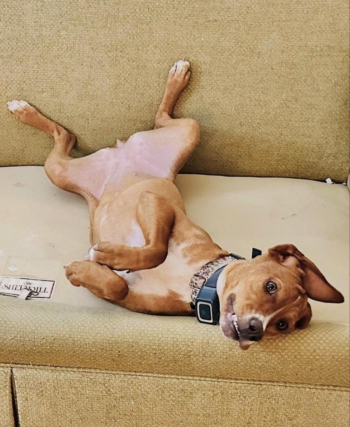 LUCILLE BALL , an adoptable mixed breed in Pegram, TN image 4/6