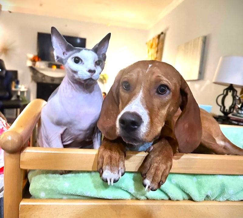 LUCILLE BALL , an adoptable mixed breed in Pegram, TN image 5/6