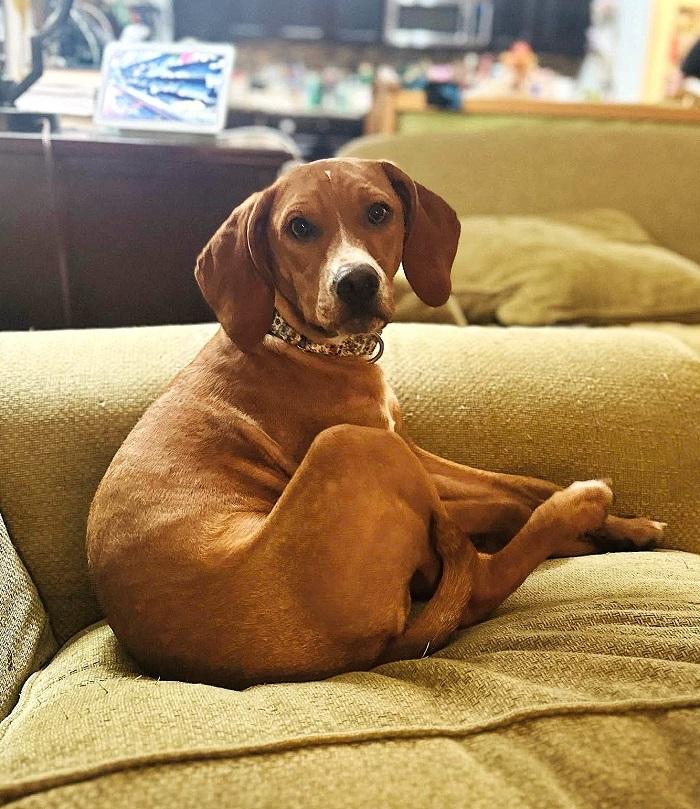 LUCILLE BALL , an adoptable mixed breed in Pegram, TN image 6/6