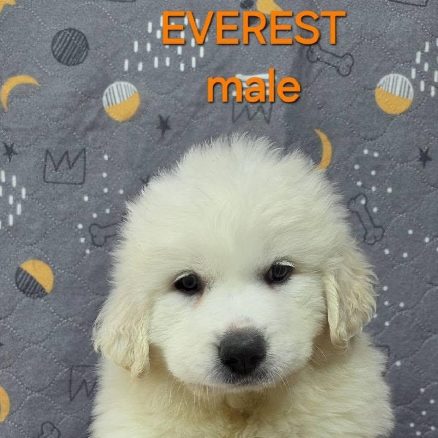 Enlarge The White Litter, an adopted Great Pyrenees in Atlanta, GA image 3/6