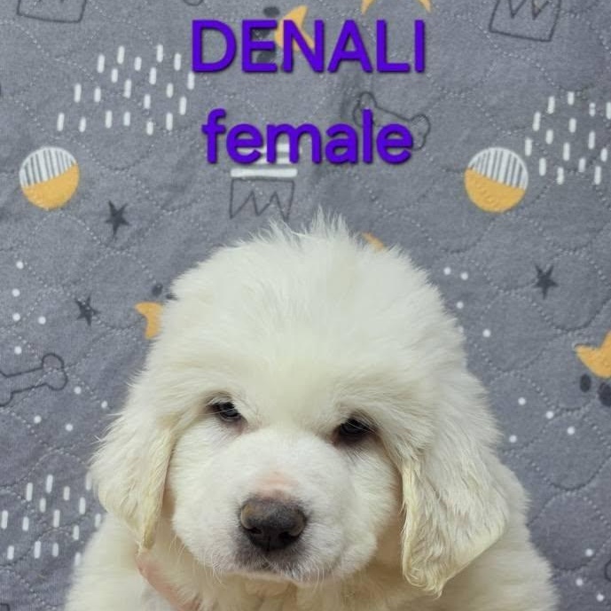 Enlarge The White Litter, an adopted Great Pyrenees in Atlanta, GA image 2/6