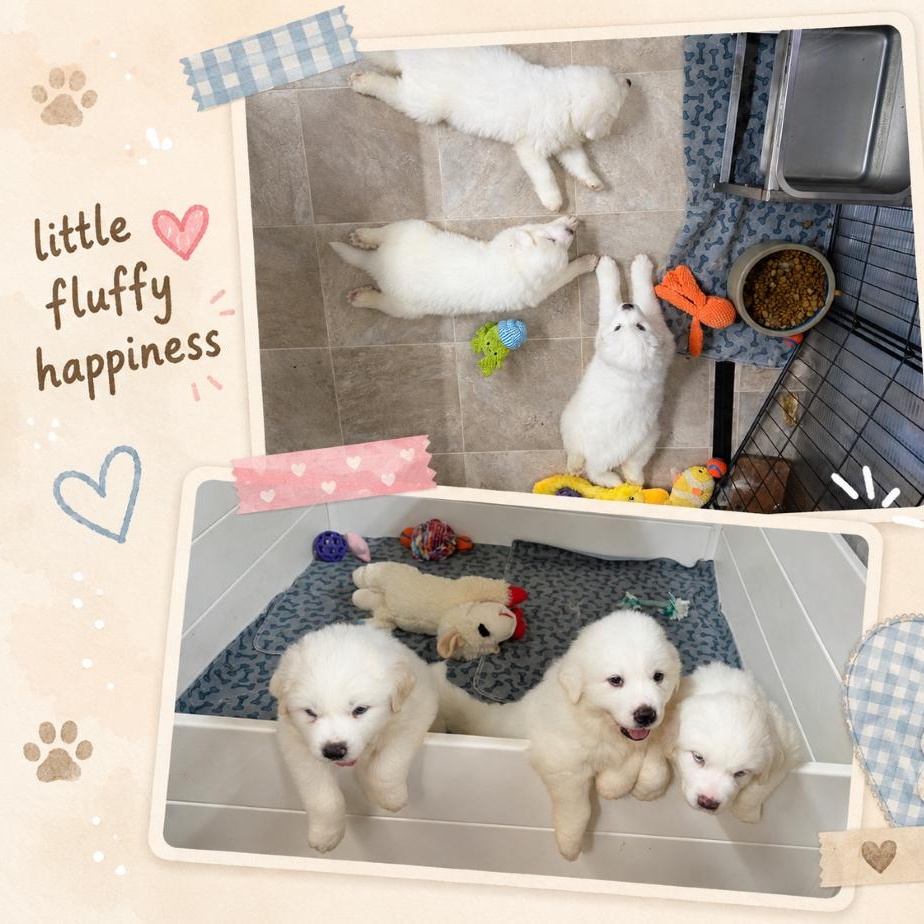 The White Litter, adopted, Puppy Female Great Pyrenees.