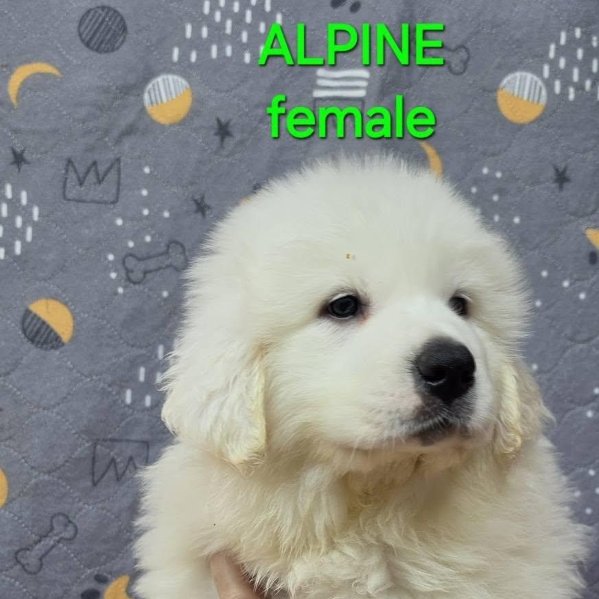 Enlarge The White Litter, an adopted Great Pyrenees in Atlanta, GA image 4/6