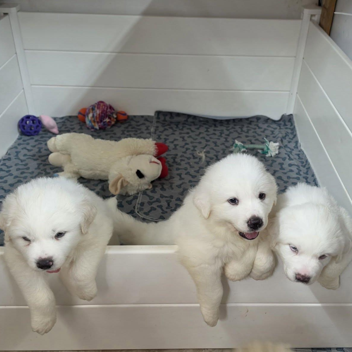 Enlarge The White Litter, an adopted Great Pyrenees in Atlanta, GA image 6/6