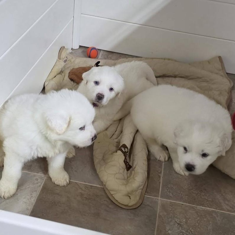 Enlarge The White Litter, an adopted Great Pyrenees in Atlanta, GA image 5/6
