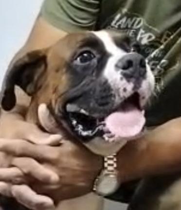 Enlarge Manny, an adopted Boxer in Middlesex, NJ image 2/3