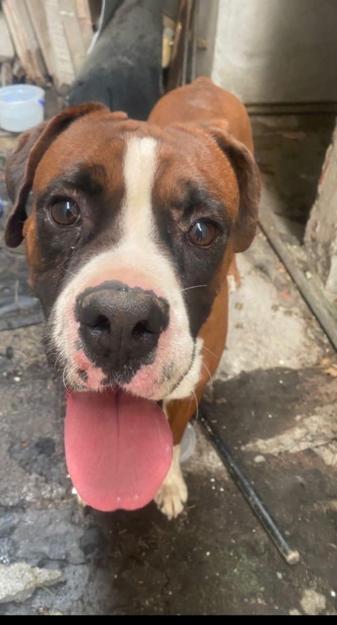 Manny, adopted, Adult Male Boxer.