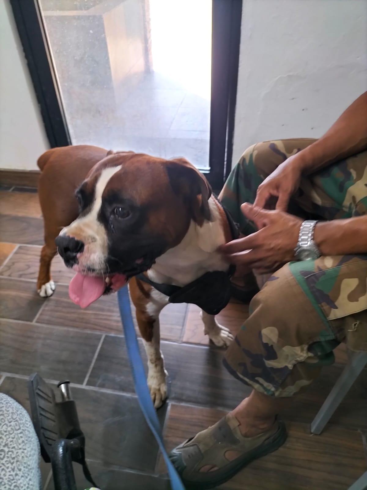 Enlarge Manny, an adopted Boxer in Middlesex, NJ image 3/3