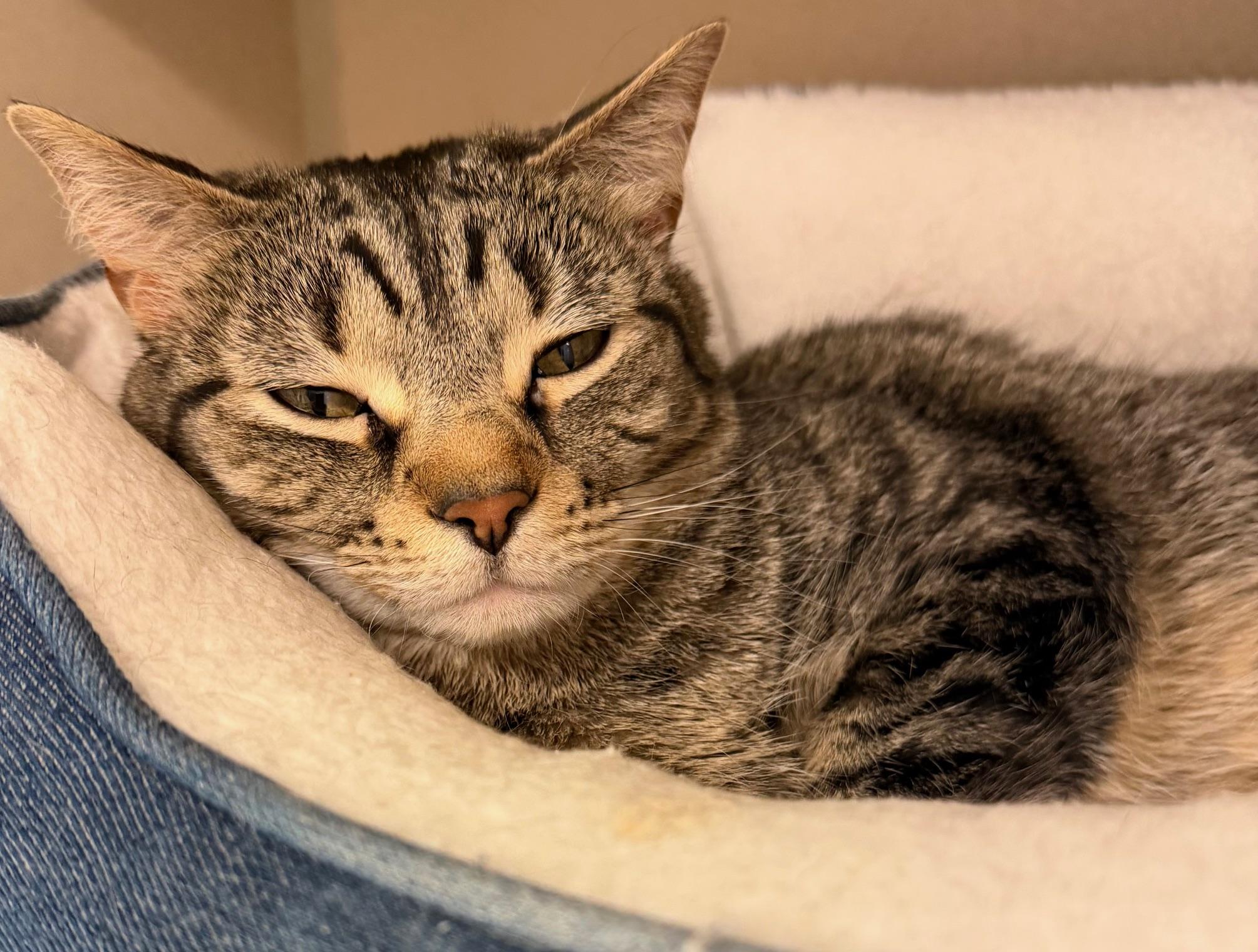 Enlarge Karolina and Katrina, an adopted mixed breed in Salem, NH image 2/2