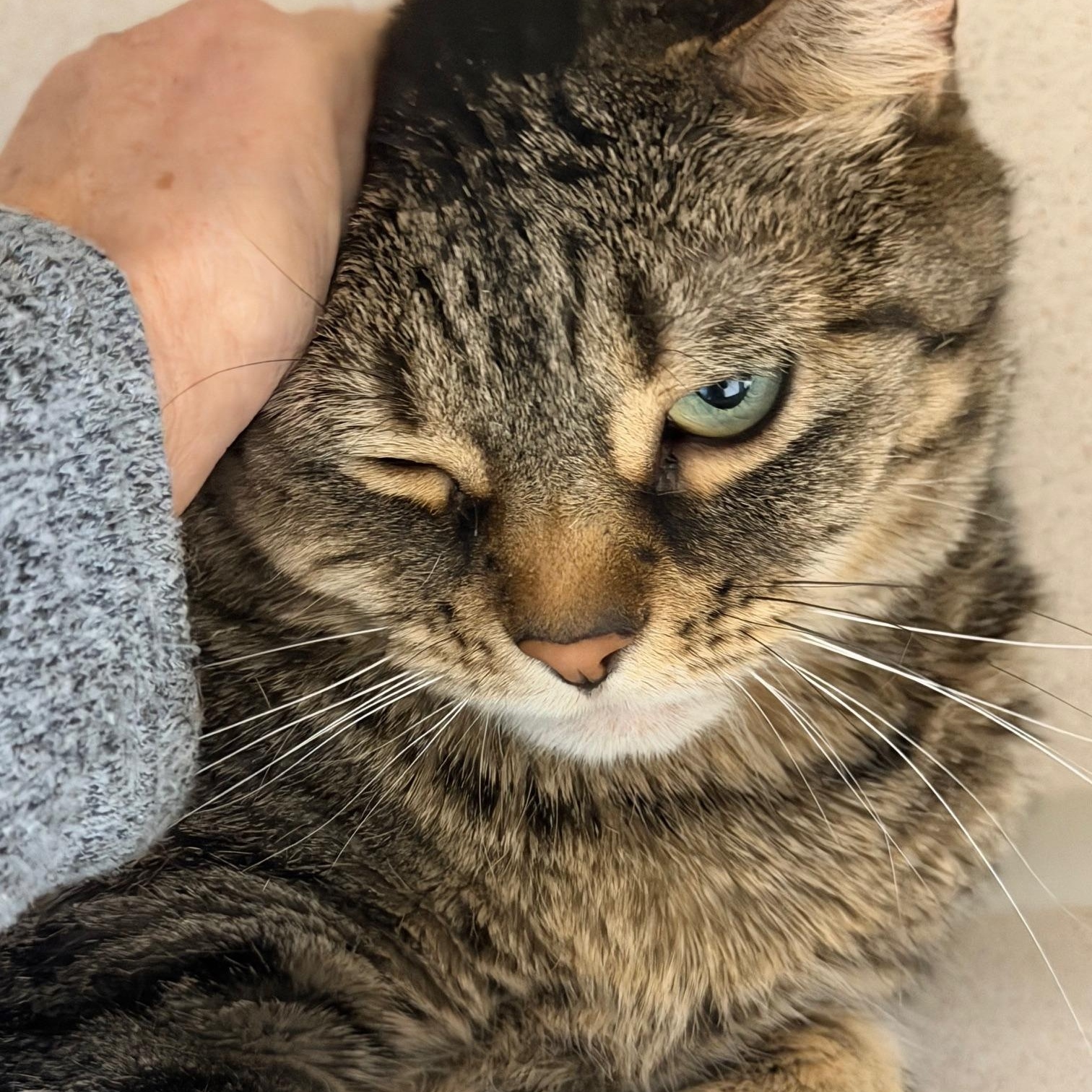 Karolina and Katrina, adopted, Adult Female Domestic Short Hair.