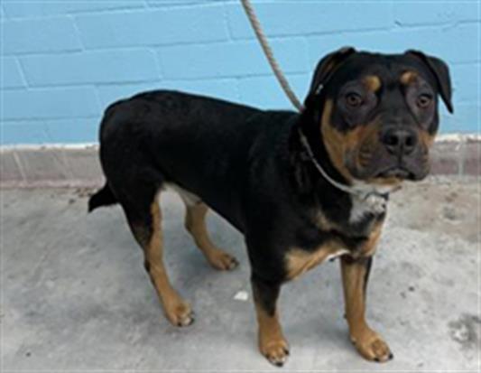 Enlarge MAX, a Adoptable mixed breed in Baldwin Park, CA image 1/2