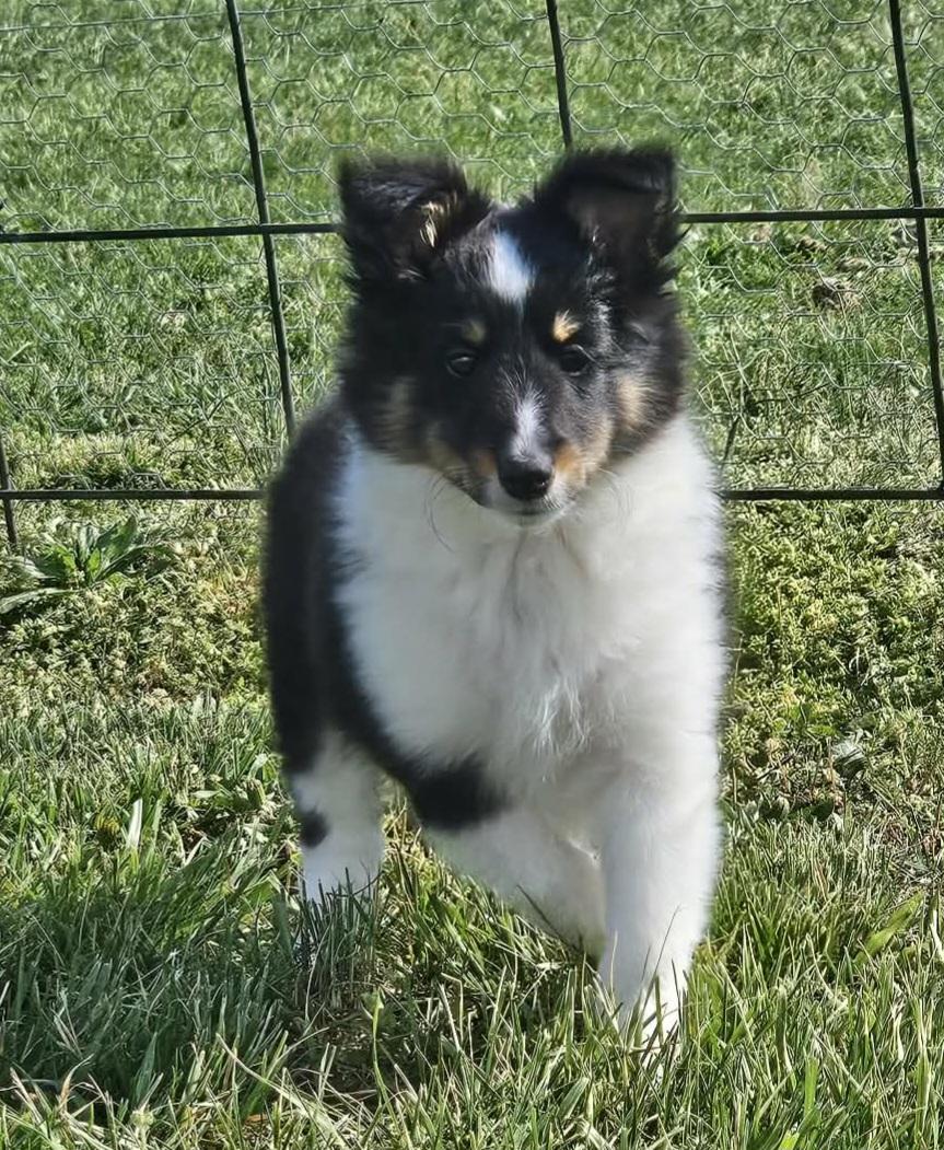 Enlarge Rogan, an adopted Shetland Sheepdog / Sheltie in Catlettsburg, KY image 2/2