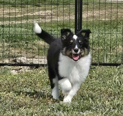 Enlarge Rogan, an adopted Shetland Sheepdog / Sheltie in Catlettsburg, KY image 1/2