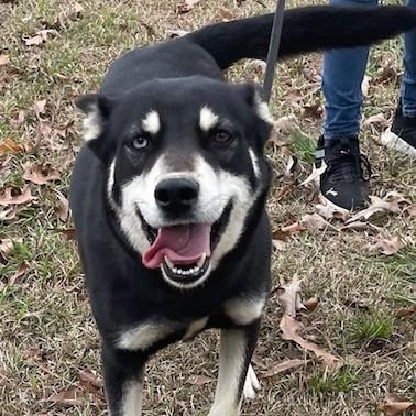 Jemma, Adult Female Husky