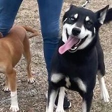 Enlarge Jemma, a Adoptable mixed breed in Selma, AL image 2/3