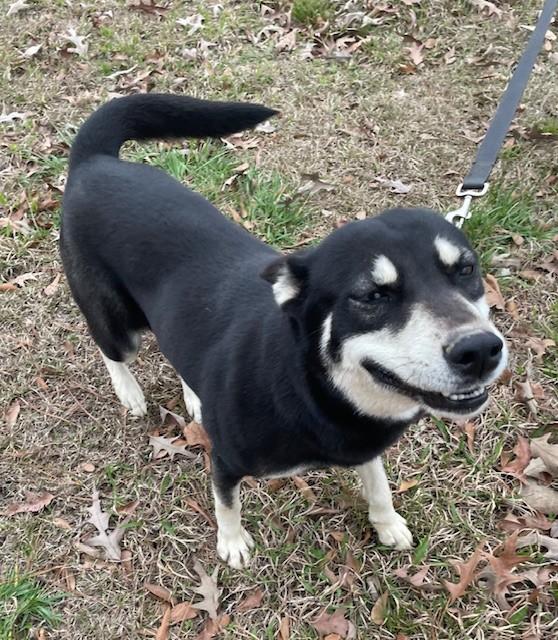 Enlarge Jemma, a Adoptable mixed breed in Selma, AL image 3/3