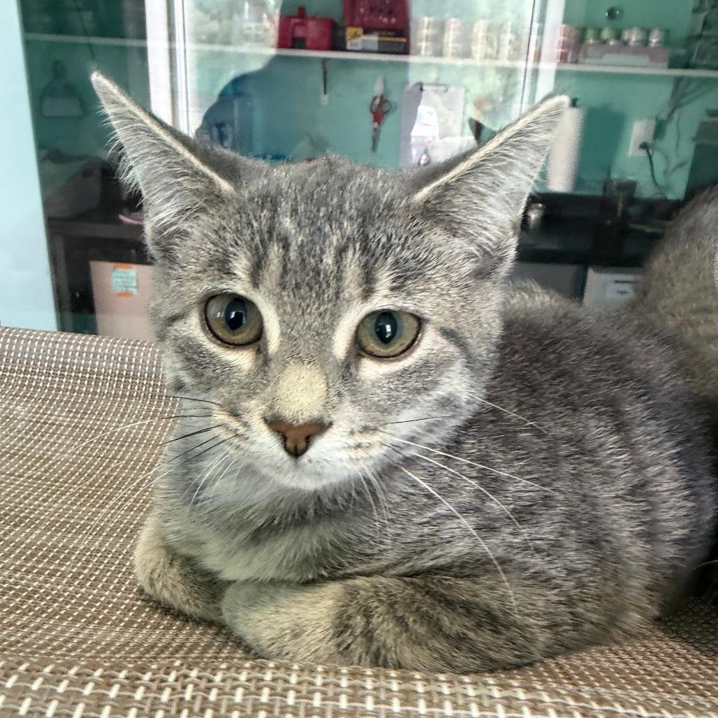 Enlarge Cora, a Adoptable Domestic Short Hair in Marion, VA image 2/2