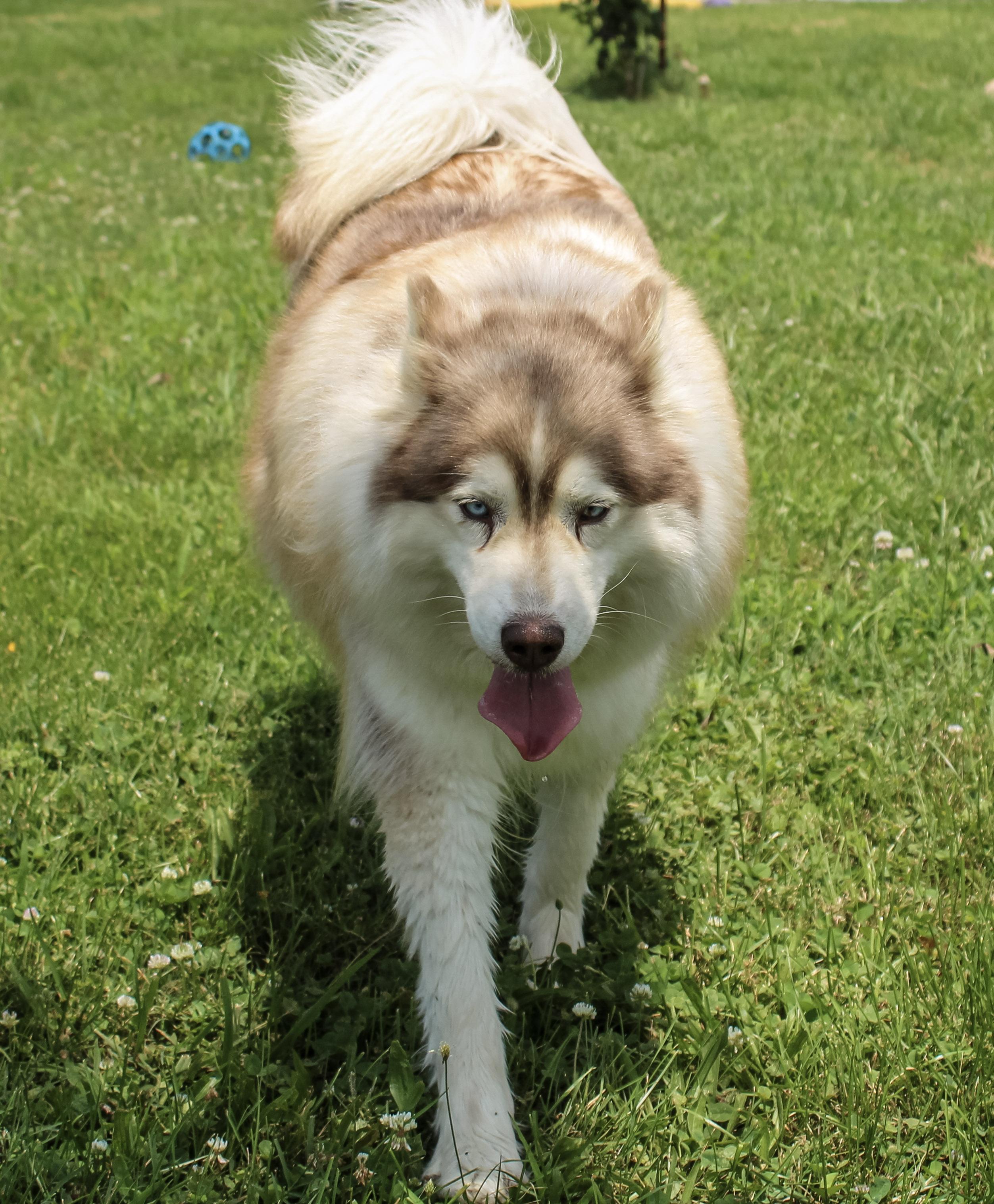 Bria, a ADOPTABLE Siberian Husky in Neosho, MO image 3/3