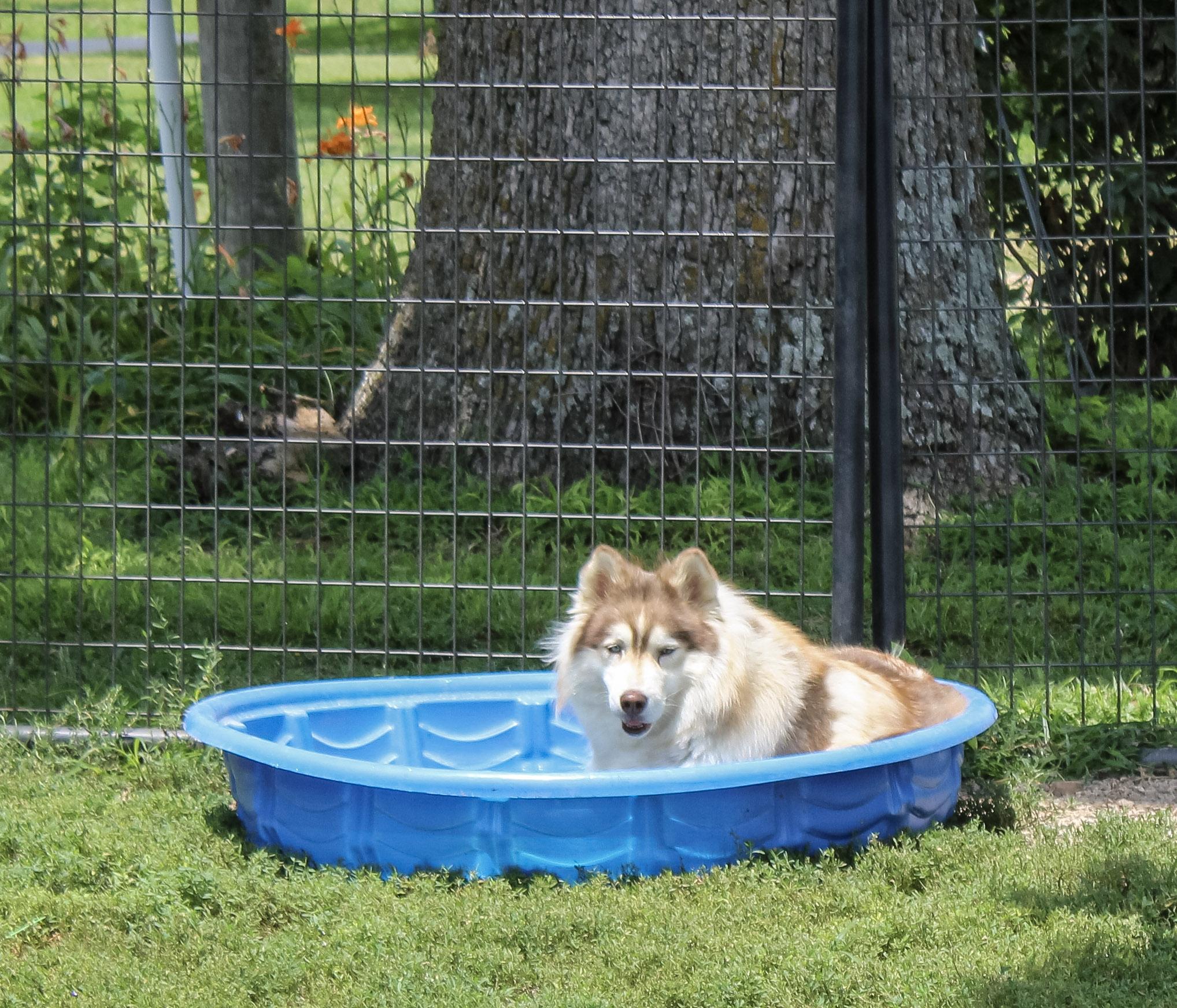 Bria, ADOPTABLE, Adult Female Siberian Husky.