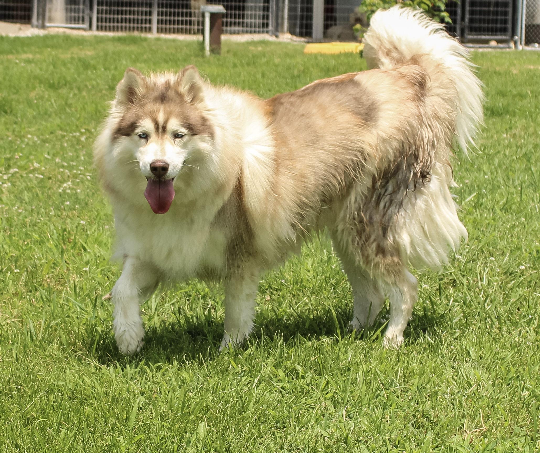 Bria, a ADOPTABLE Siberian Husky in Neosho, MO image 2/3