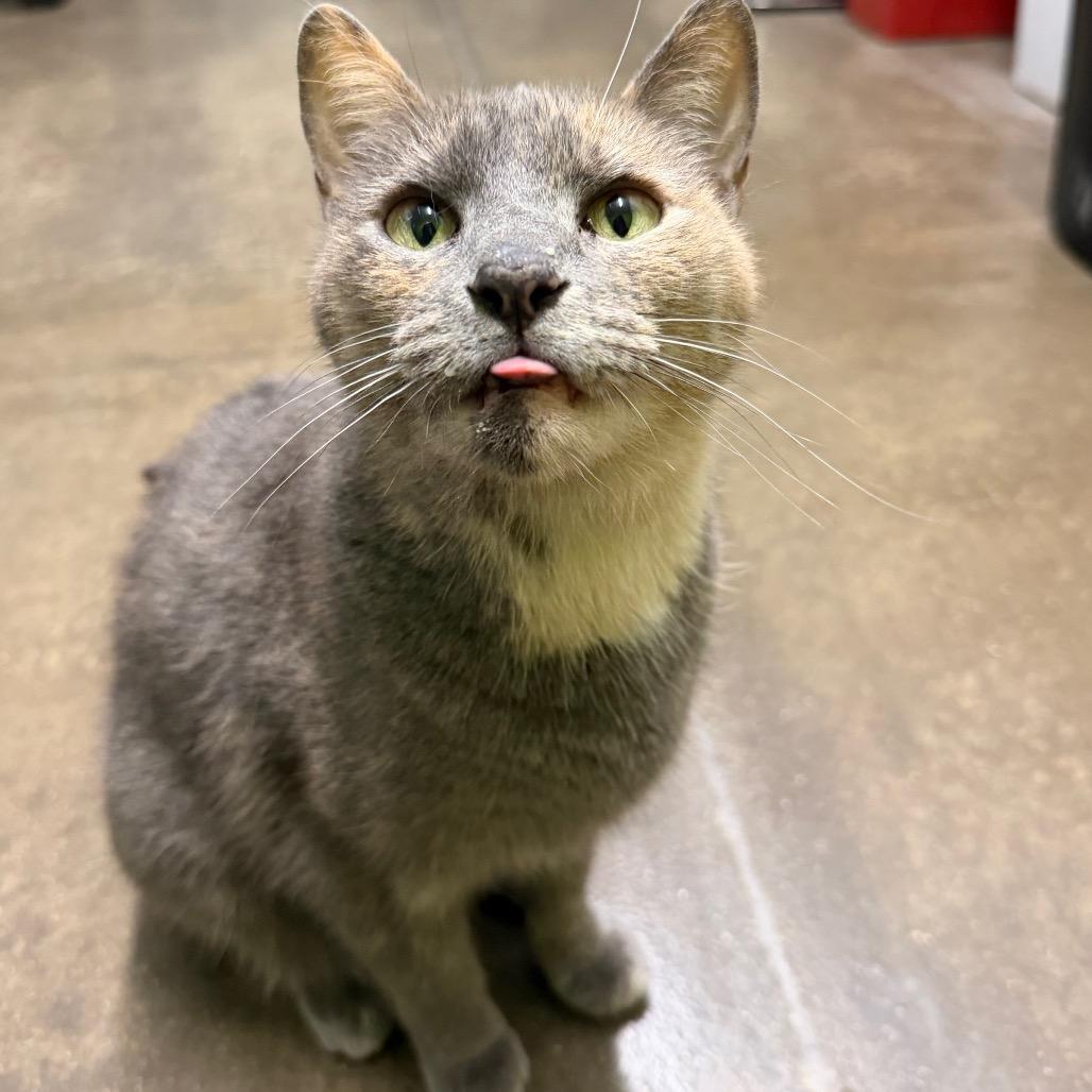 Songbird, Adoptable, Adult Female Domestic Short Hair.