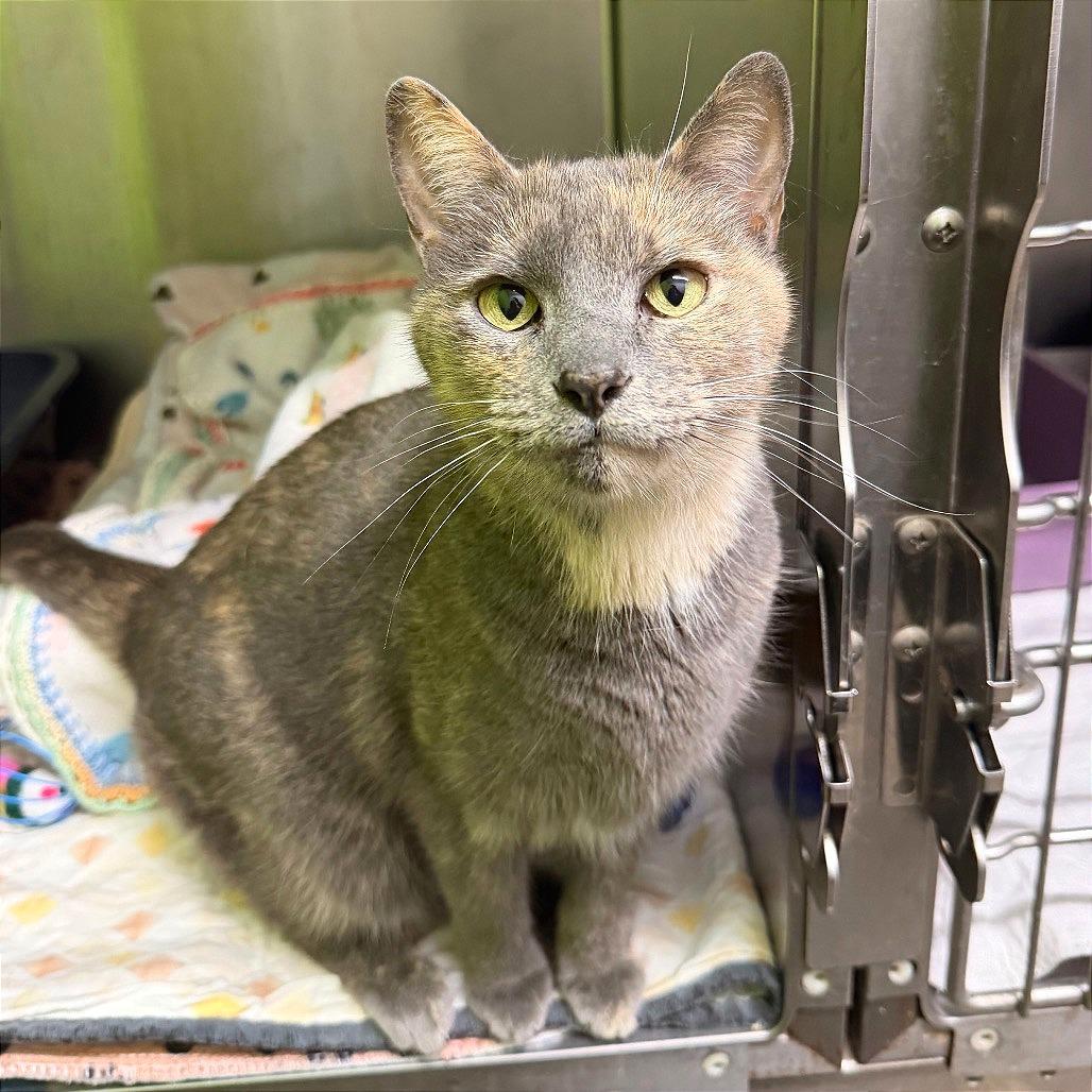 Enlarge Songbird, a Adoptable Domestic Short Hair in Edwardsville, IL image 2/6