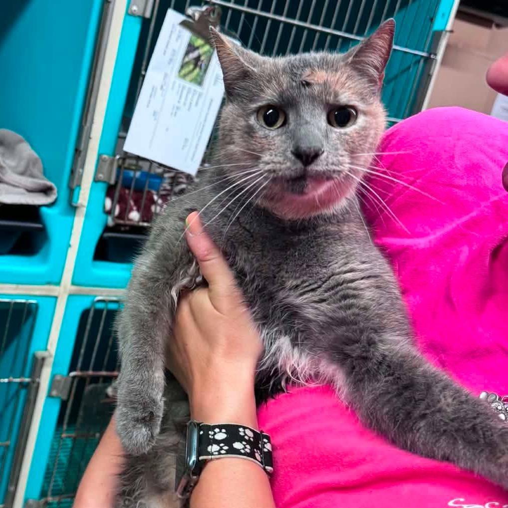 Enlarge Songbird, a Adoptable Domestic Short Hair in Edwardsville, IL image 3/6