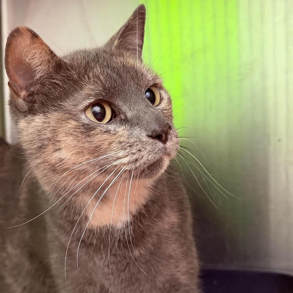 Enlarge Songbird, a Adoptable Domestic Short Hair in Edwardsville, IL image 4/6