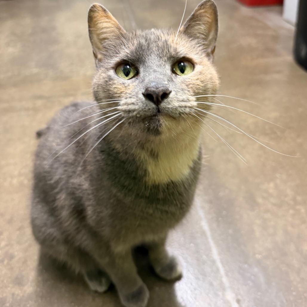 Enlarge Songbird, a Adoptable Domestic Short Hair in Edwardsville, IL image 5/6