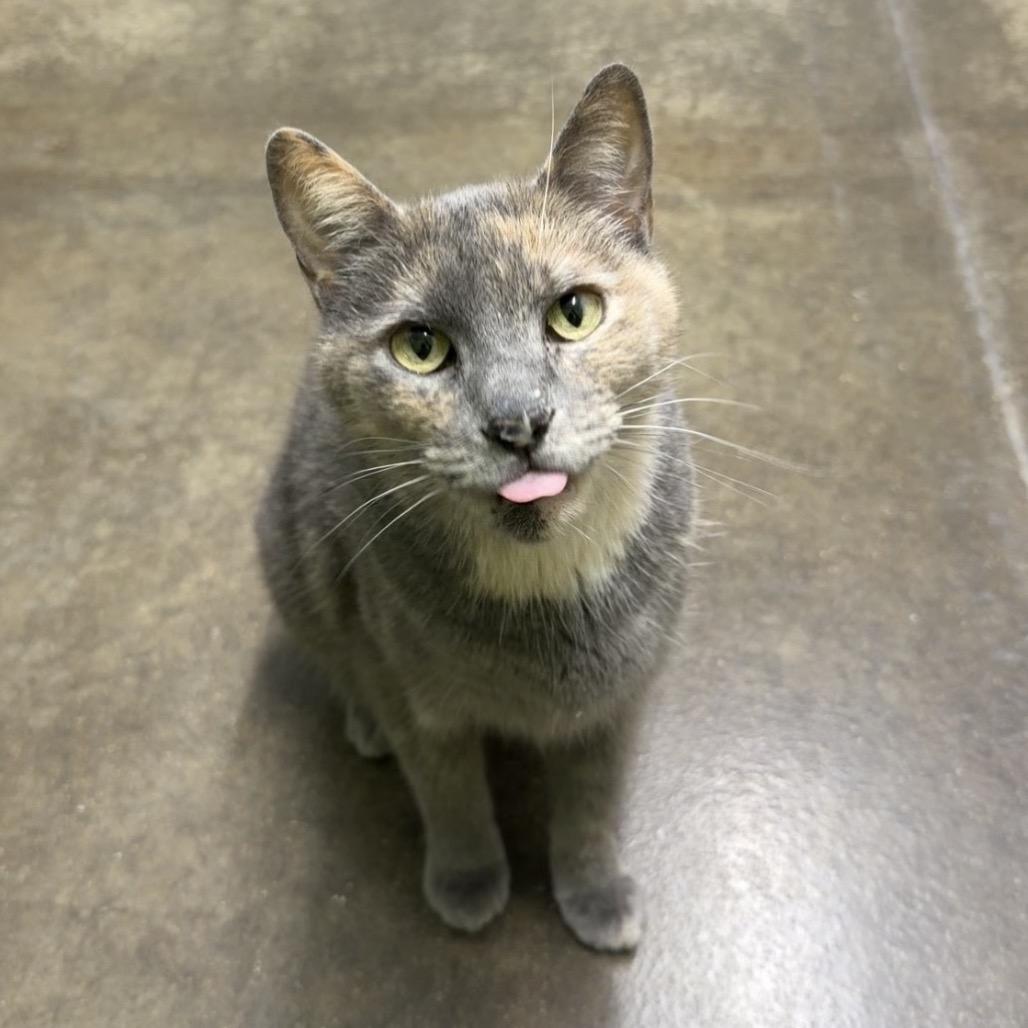 Enlarge Songbird, a Adoptable Domestic Short Hair in Edwardsville, IL image 6/6