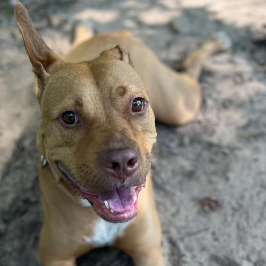 Vegas, a Adoptable mixed breed in Tomball, TX image 1/6