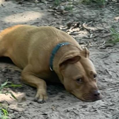 Vegas, a Adoptable mixed breed in Tomball, TX image 4/6