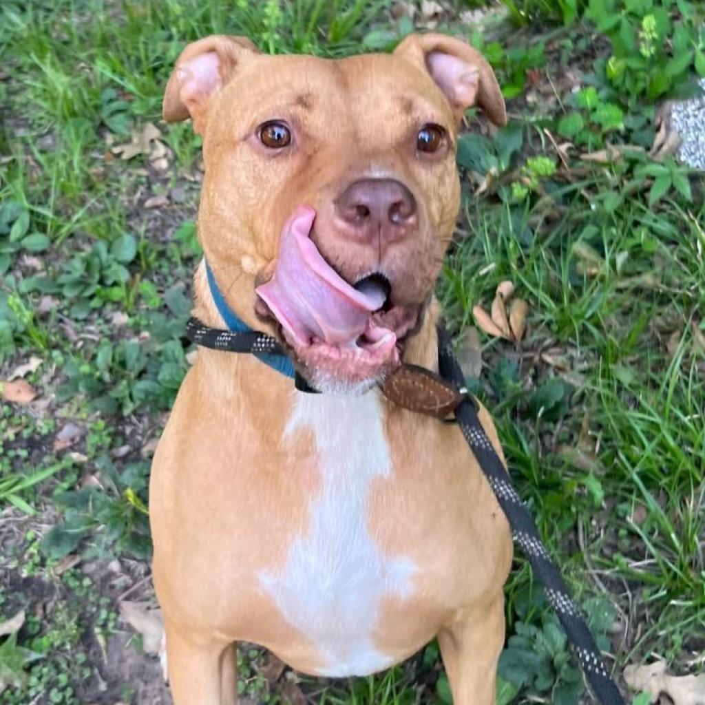 Vegas, a Adoptable mixed breed in Tomball, TX image 6/6